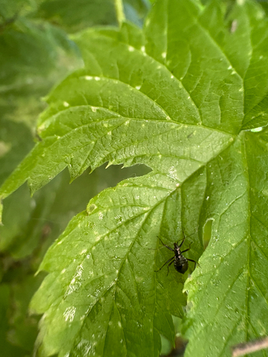 Tree Damsel Bug