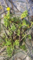 Oncosiphon sabulosus