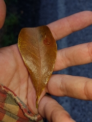 Terminalia tetraphylla