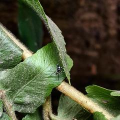 Salticidae