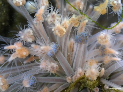 Club-headed Hydroid