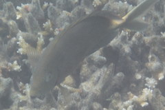 Siganus punctatus