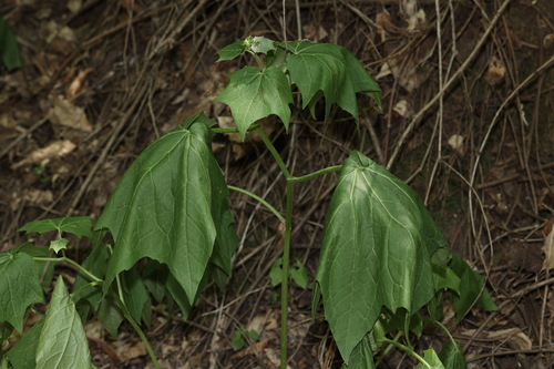 Parasenecio amagiensis iNat (1)