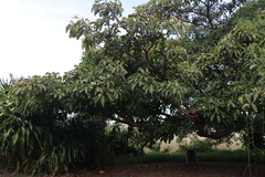 Ficus lutea, photograph (c) Tony Rebelo, some rights reserved (CC BY-SA)
