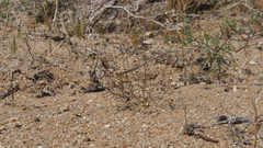 Nemacladus rubescens