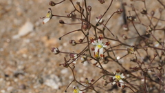 Nemacladus rubescens