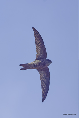 Cape Verde swift