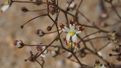 Nemacladus rubescens