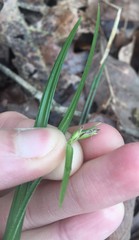 Scleria ciliata