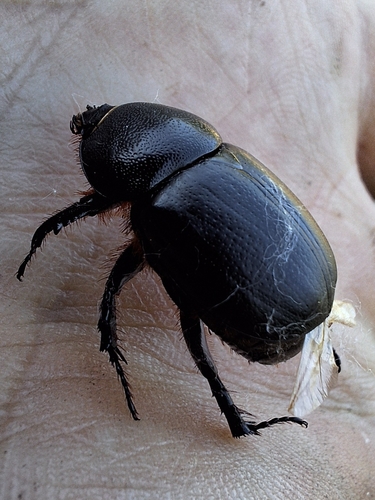 Pentodon idiota