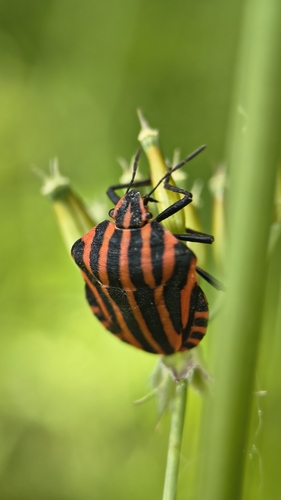Continental Striped Shield Bug