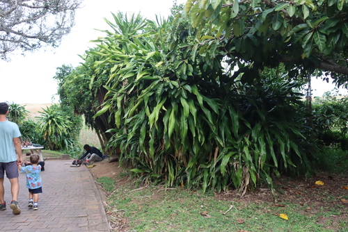 Dracaena aletriformis, photograph 5