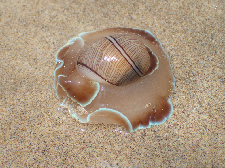 Zoned Paper Bubble Snail