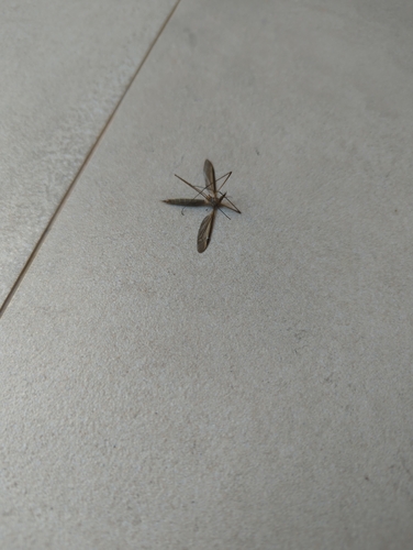 Marsh Crane Fly