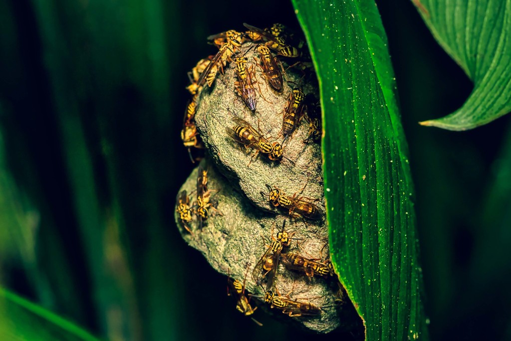 Polybia selvana