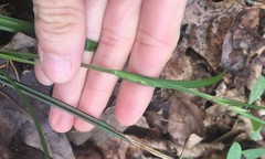 Scleria ciliata