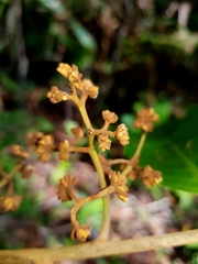 Virola allenii