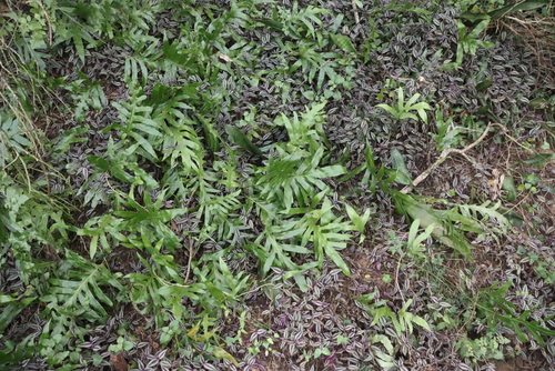 Microsorum scolopendria
