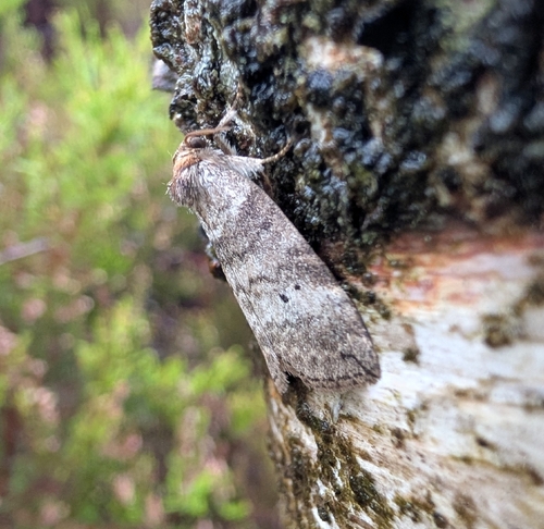 Common Lutestring