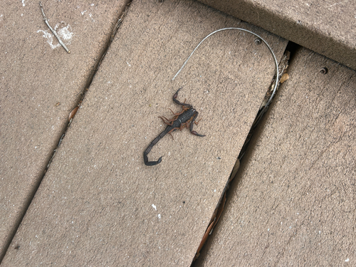 Slender Brown Scorpion photo 5
