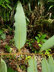 Virola allenii
