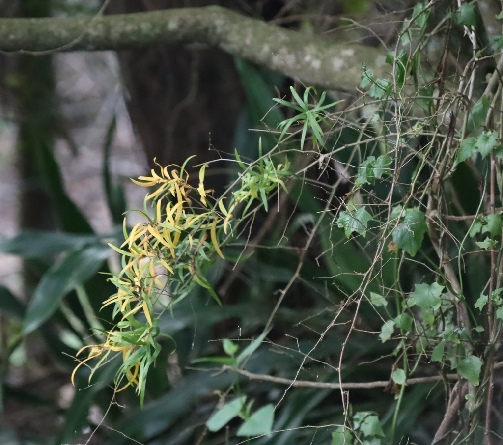 Asparagus falcatus; photograph (c) Tony Rebelo, some rights reserved (CC BY-SA)
