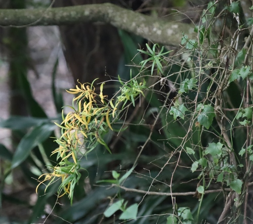 Asparagus falcatus