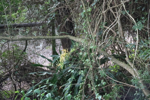 Asparagus falcatus, photograph 1