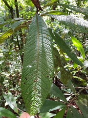 Pleurothyrium pauciflorum