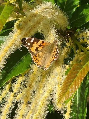 Painted Lady