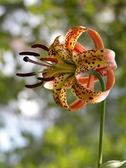 Lilium pyrophilum