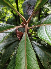 Pleurothyrium pauciflorum
