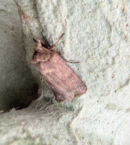 Small Square-spot