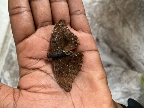 Euryphura chalcis