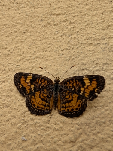 Phaon Crescent photo 4
