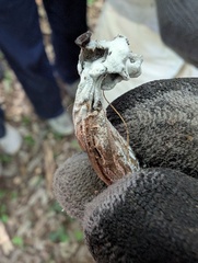 Hypomyces cervinigenus