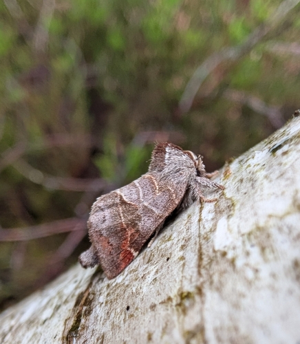 Small Chocolate-tip