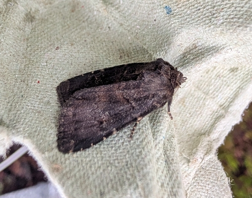 Brown Rustic