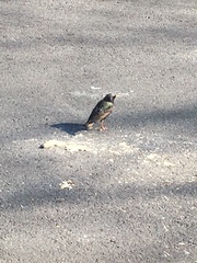 Sturnus vulgaris