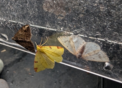 Brimstone Moth