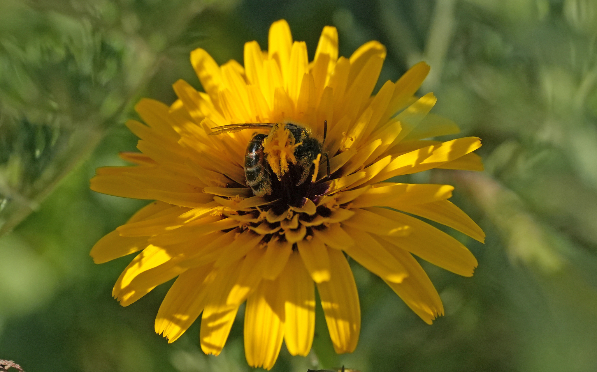 Andrena aegyptiaca