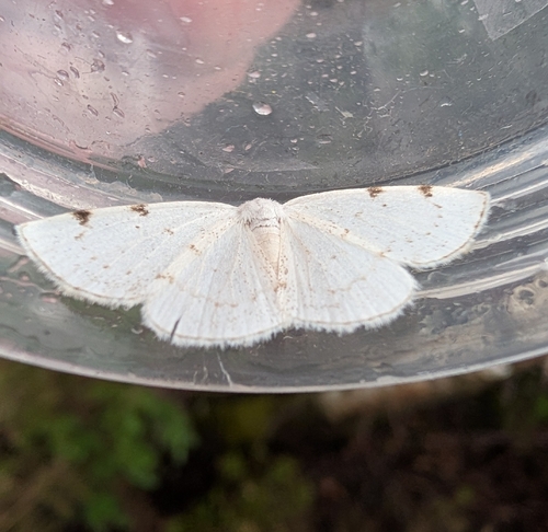 White-pinion Spotted