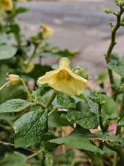 (c) Felipe Horton, some rights reserved (CC BY) Physalis viscosa, photograph (c) Felipe Horton, some rights reserved (CC BY)
