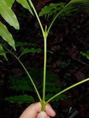 Matayba oppositifolia