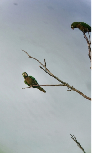 Olive-throated Parakeet