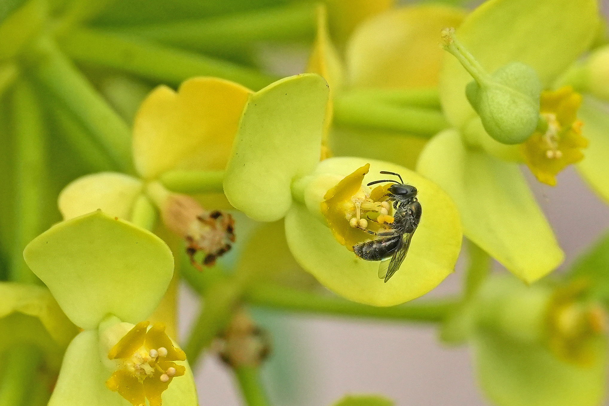 Lasioglossum loetum