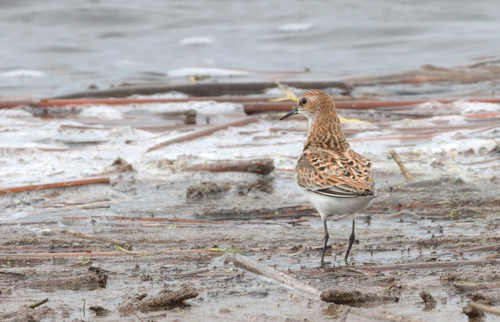 iNaturalist image