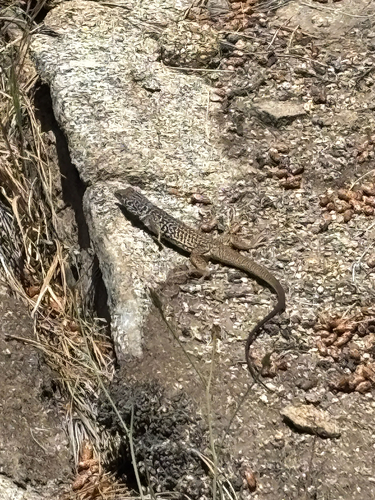 iNaturalist observation photo of Western Whiptail