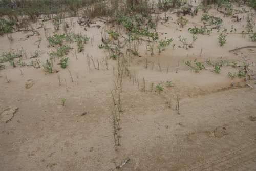 Paspalum vaginatum, photograph 6