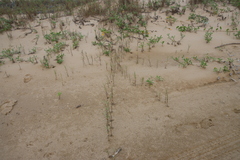 Paspalum vaginatum, photograph (c) Tony Rebelo, some rights reserved (CC BY-SA)